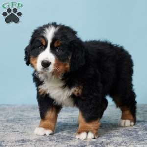 Ricky, Bernese Mountain Dog Puppy